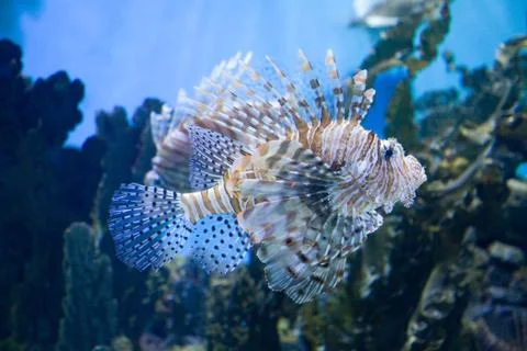 Lionfish Stockfoto's