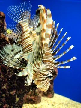 Lionfish Stock Photos