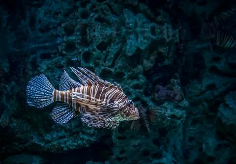 Lionfish Stock Photos
