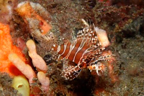 Lionfish 写真素材