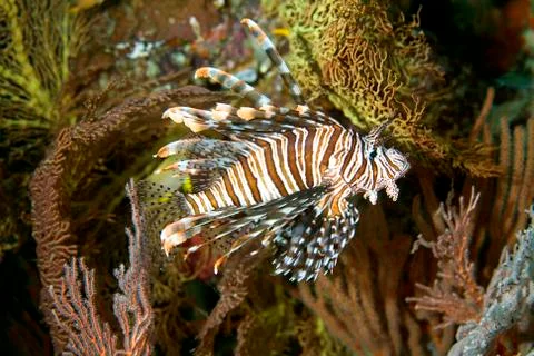 Lionfish Foto stock