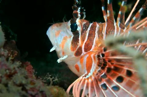 Lionfish Foto stock