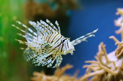 Lionfish Stock Photos