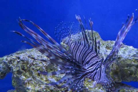 Lionfish Stock Photos