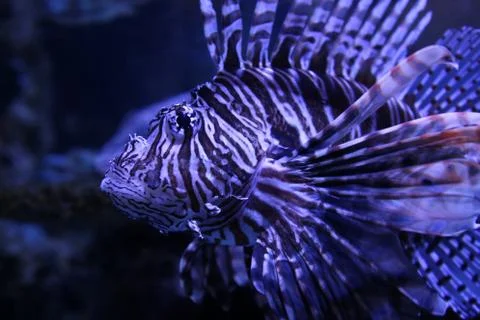 Lionfish Stock Photos