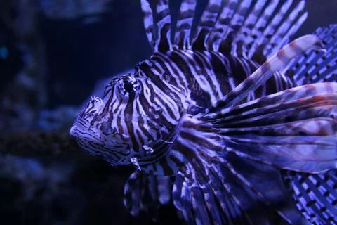 Lionfish Foto stock