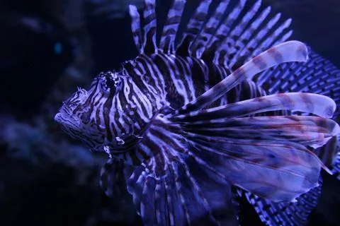 Lionfish Stock Photos