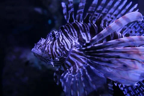 Lionfish Stock Photos