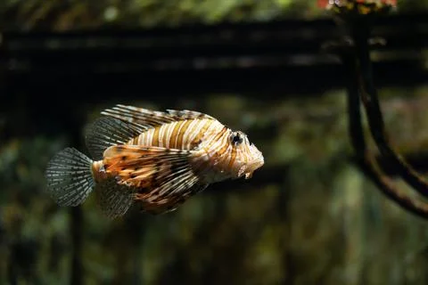 Lionfish Foto stock