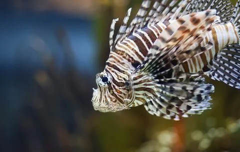 Lionfish Stock Photos