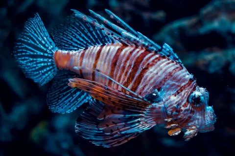 Lionfish Stock Photos