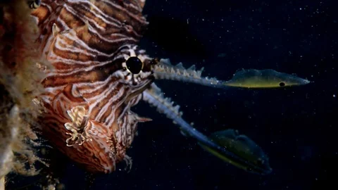 Lionfish Portrait Stock Footage 112234562