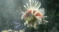 Lionfish, Red Firefish (Pterois Volitans) HD Footage