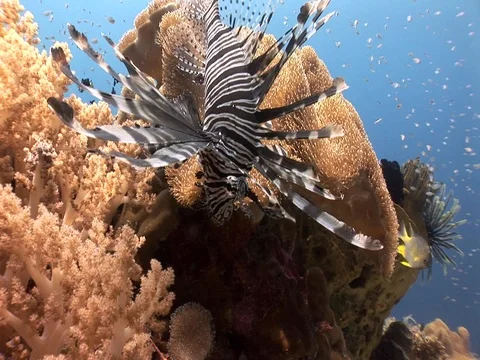 Lionfish on reef Stock Footage 98669973