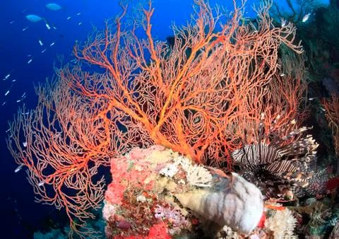 Lionfish on the Reef Stock Photos