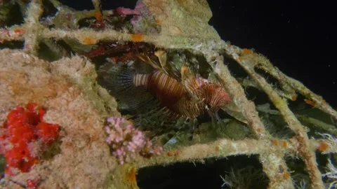 Lionfish Resting Near Marine Structure Covered in Coral and Algae Stock Footage 311937341