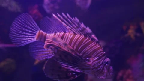 Lionfish in the sea close up Stock Footage 155664633