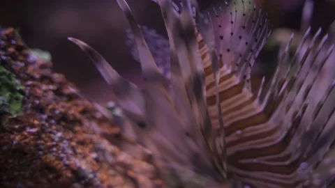 Lionfish in the sea close up Video stock 155671548
