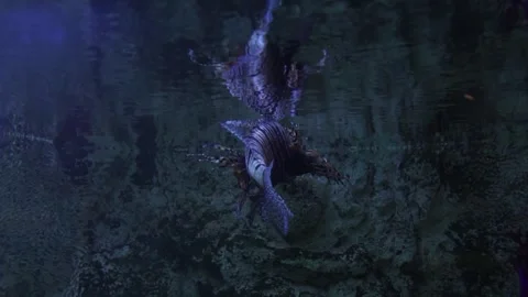 Lionfish Sealife Stock Footage 242539384
