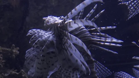 Lionfish Slow Motion Stock Footage 82879179
