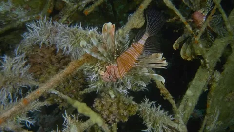 Lionfish with Striped Pattern and Venomous Spines Hovering in Tropical Reef Stock Footage 311937450