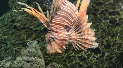 Lionfish swimming Stock-Footage 64825665