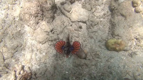Lionfish swimming in the lembeh strait Stockbeeldmateriaal 102906282