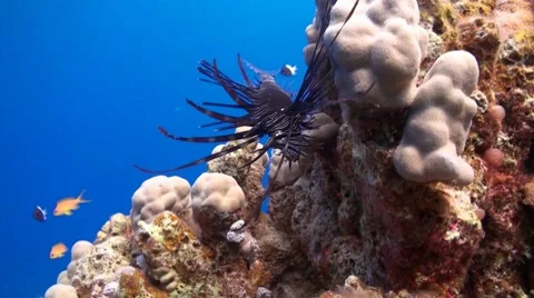 Lionfish swimming next to a coral reef Vídeo Stock 8564293