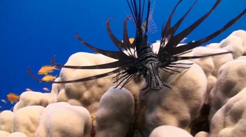 Lionfish swimming over a coral reef Stock Footage 8564300