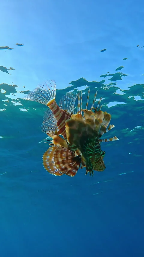 Lionfish swims below waves in blue water, in transparent sea against an azure Vídeos de archivo 331308241