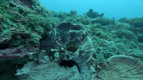Lionfish trying to hide Stock Footage 286377037