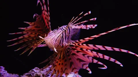 Lionfish Underwater Close-up 4K Vídeos de archivo 336841058