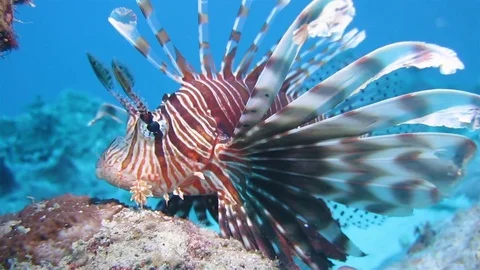 Lionfish underwater close up Vidéo 78708065