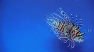 Lionfish Underwater Stock Footage