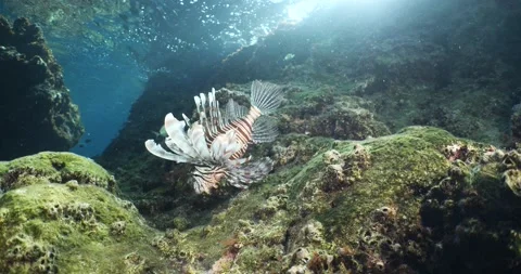 Lionfish  underwater nice blue light animal invasive fish mediterranean sea Stock Footage 218270998