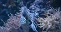 Lionfish very close up swimming underwater in rocky coral reef 4k or 4k+ Resolution