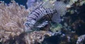 Lionfish very close up swimming underwater in rocky coral reef 4k or 4k+ Resolution