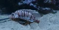 Lionfish very close up swimming underwater in rocky coral reef 4k or 4k+ Resolution