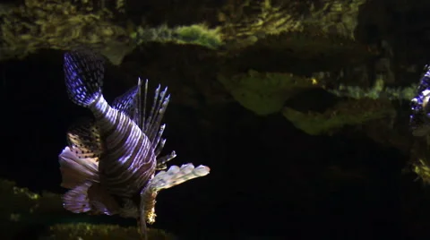 Lionfish in the water 스톡 동영상 1008795