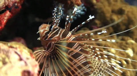 Lionfish white line Stock Footage 32704436