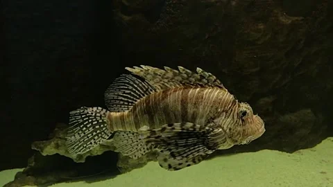 The lionfish (zebra fish) is poisonous in slow motion Stock Footage
