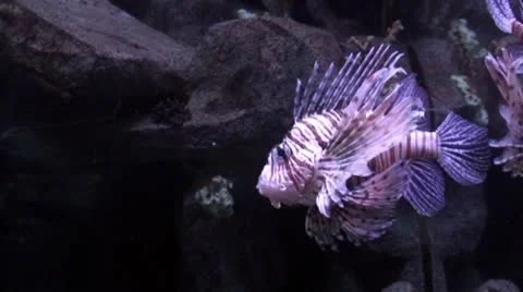 Lionfish Zebra &amp; Moray 動画素材 8913512