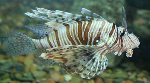 Lionfish zebrafish underwater 스톡 동영상 36784043