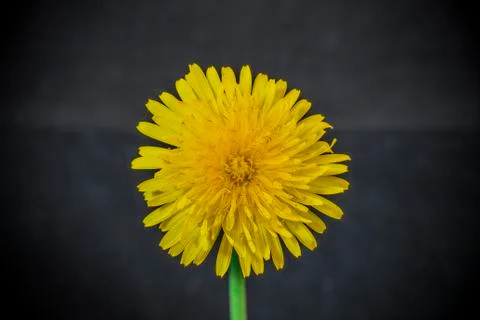 LionFlower Stock Photos