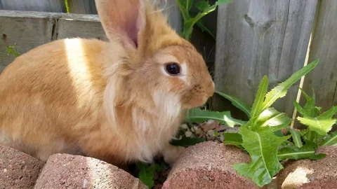 Lionhead Rabbit 2 Stock Footage 91142236