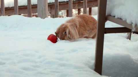 Lionhead Rabbit with an Apple in the Snow Stock Footage 53771504
