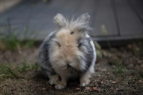 Lionhead rabbit close-up facing the camera while sitting outdoors on the grass Stock Photos