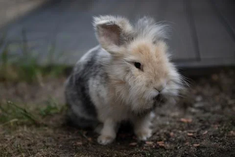 Lionhead rabbit close-up looking to the camera while sitting outdoors on the Stock Photos