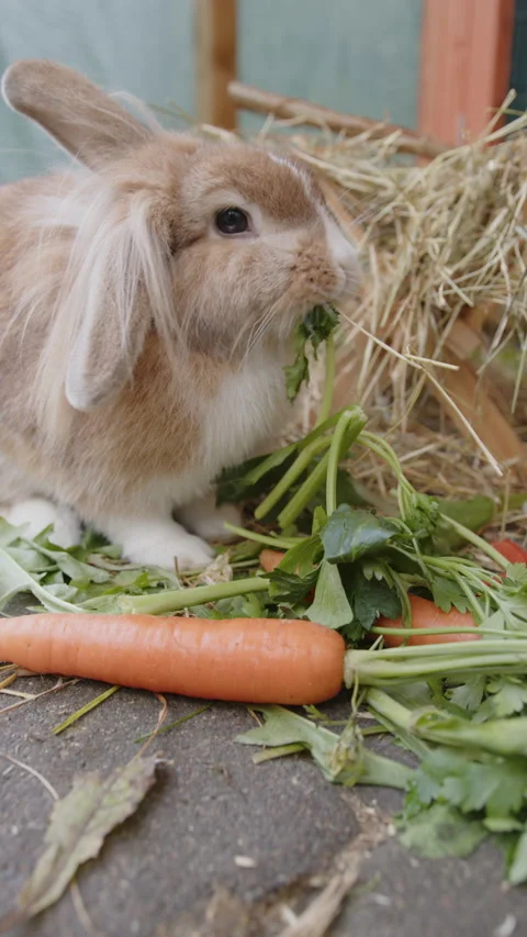 Lionhead Rabbit eats green stuff, vertical Stock-Footage 220340839