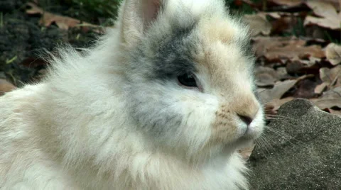Lionhead rabbit Stock Footage